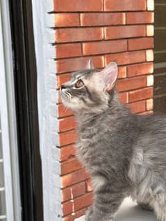 Persian Pure Grey hair pair 2.5 months old