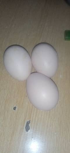 pure aseel hen eggs