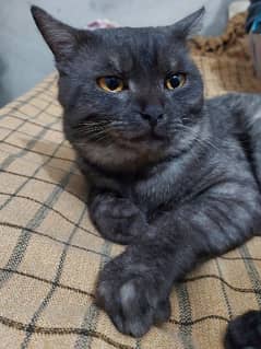 british shorthair cat