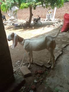 Female goat for sale