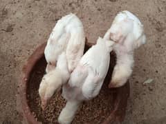 Pure Aseel Hera Chicks