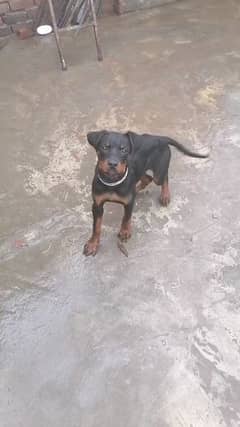 rottweiler female puppy for sale