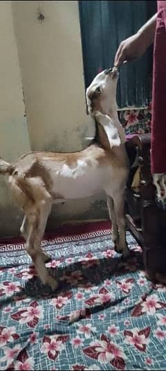 3month male top qulty qurbani k liye best shoq krny walay rbta kry