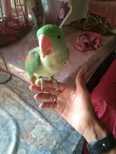 Raw hand tame, Cockatiel parrots, cocktail breeder pair & pathy