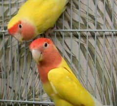 Love birds || Pair with cage