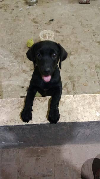 labrador female puppy 0