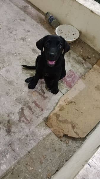 labrador female puppy 1