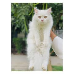 Persian Punch face triple coat cat Kitten