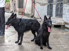 Black shepherd pair dogs