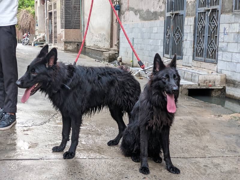 Black shepherd pair dogs 0