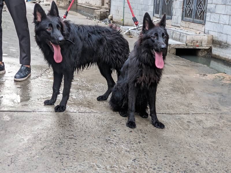 Black shepherd pair dogs 2