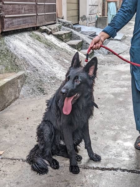 Black shepherd pair dogs 3