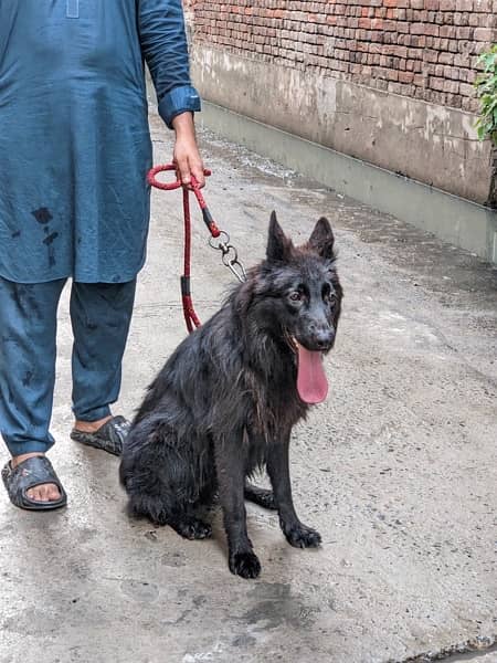 Black shepherd pair dogs 4