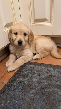 pedigree golden retriever puppies available