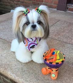 Shihtzu