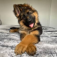 German shepherd puppies available