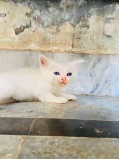 5 Blue eyes kittens for sale