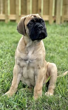 bull mastiff puppies available