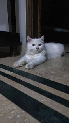 Persian kitten triple coated  for sale price kam. hojaye gi