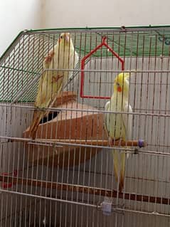 Cockatiel Parrots Pair and 1 male
