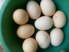 heavy buff eggs for sale