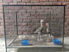 Three cage For Sale