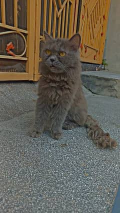 Persian cat 7 months Age