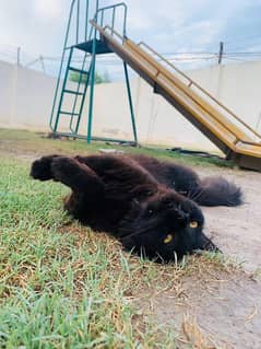 persian black male cat