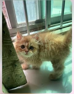 Persian Ginger Kitten