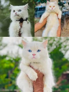 Persian cat and kittens