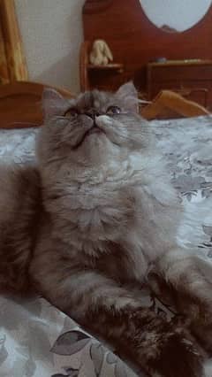 triple coated persian Cat