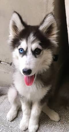 husky