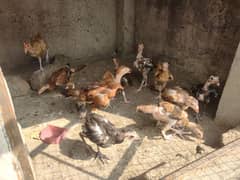 Home Breed desi chicks for sale