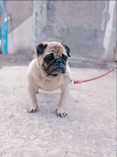 pug male for sale