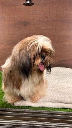 High quality Shihtzu Breeder female