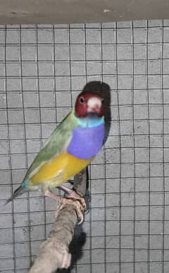 Gouldian