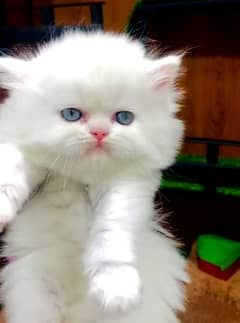 persian kittens for sale