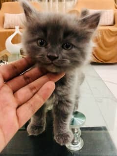 Persian grey Male Kitten