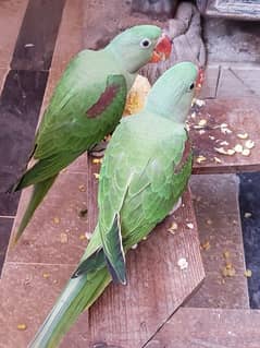Pair of Raw Parrots for Sell Age 5 months