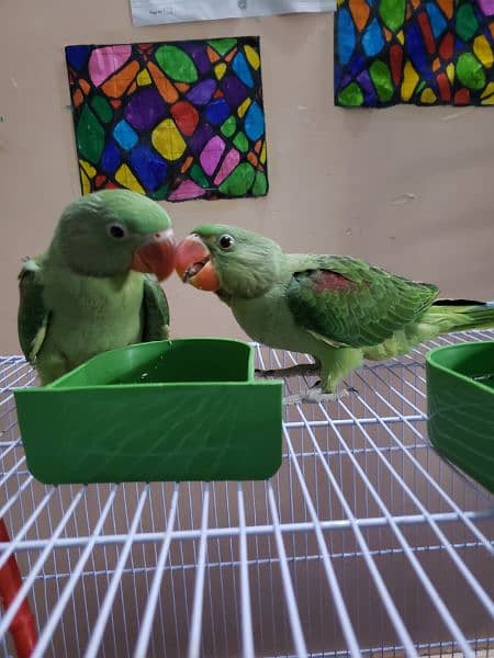 Pair of Raw Parrots for Sell Age 6 months 1