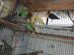 Different types of love birds, Breader/Ready to bread/Pathay for sale