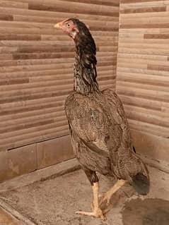 high quality aseel hen for sale