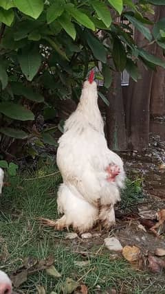 bantam chick available