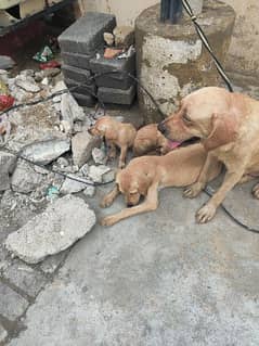 Labrador puppies