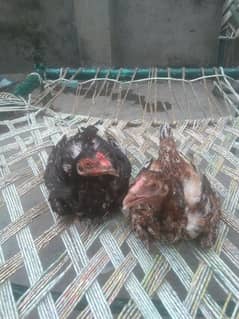 Mianwali aseel pair 6moth  age for sell