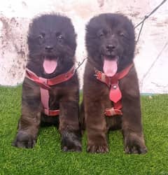 bakarwal security dog 2 month pair  for sale