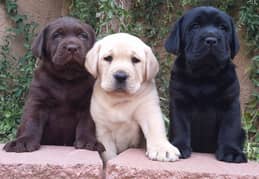 British Labrador puppies 03175628537