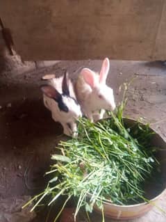 2 Female rabbits(dono ka 1600 se zada rate lagaoo or le jao)