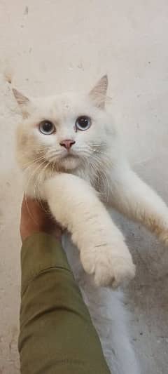 Persian white cat