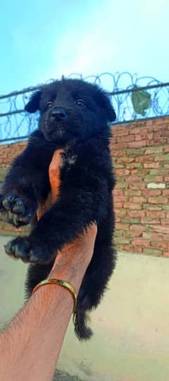 black Shepherd Double coat for sale